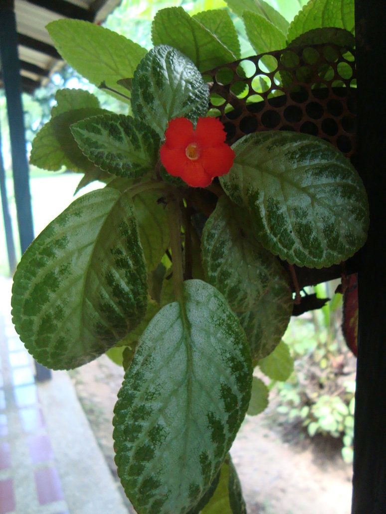 episcia_by_cerezoinwonderland-d48zl3q.jpg