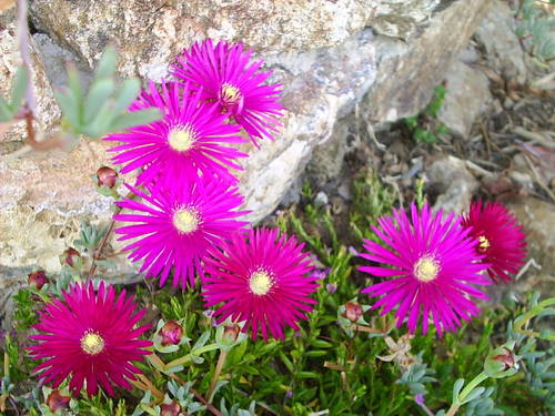 episs_019.JPG