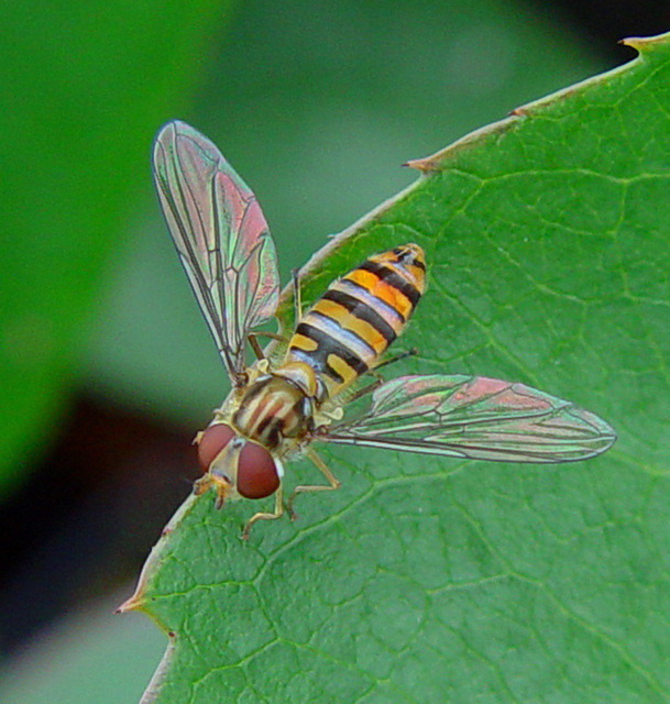 episyrphusbalteatus.jpg