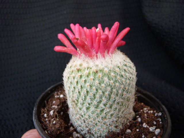 Epithelanth002.jpg