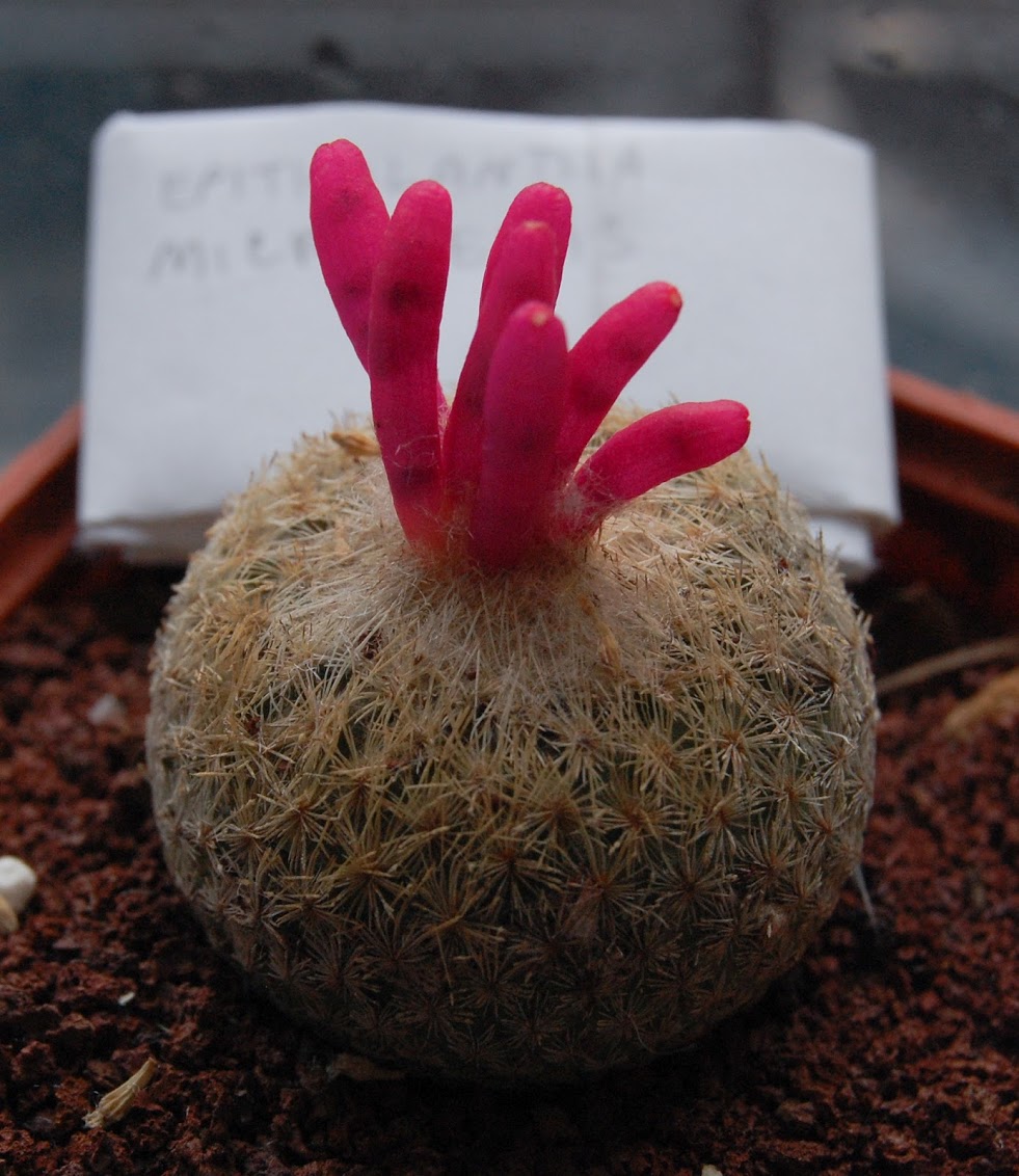 epithelantha-2.jpg