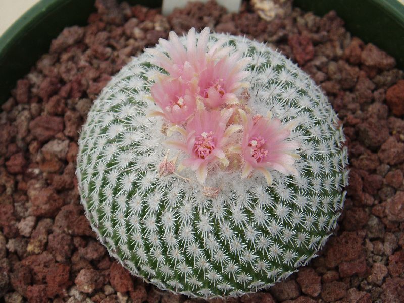 Epithelantha%20bokei%20v%20unguispina.JPG