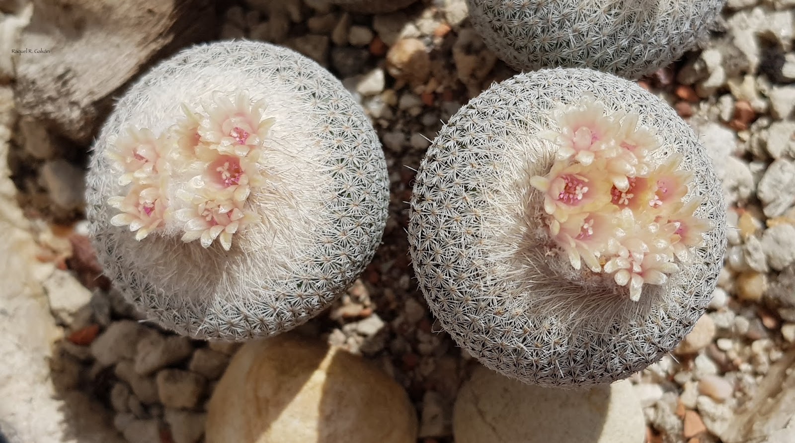 Epithelantha%2Bmicromeris%2B2%2Bbolitas.jpg