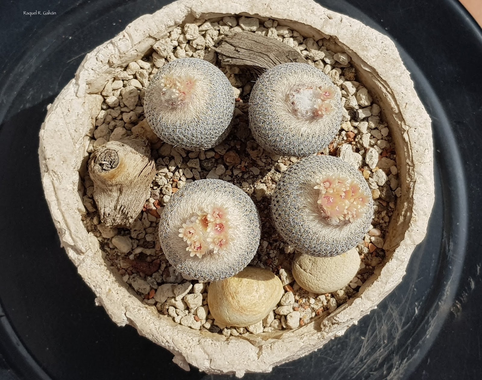 Epithelantha%2Bmicromeris%2Bcenital.jpg