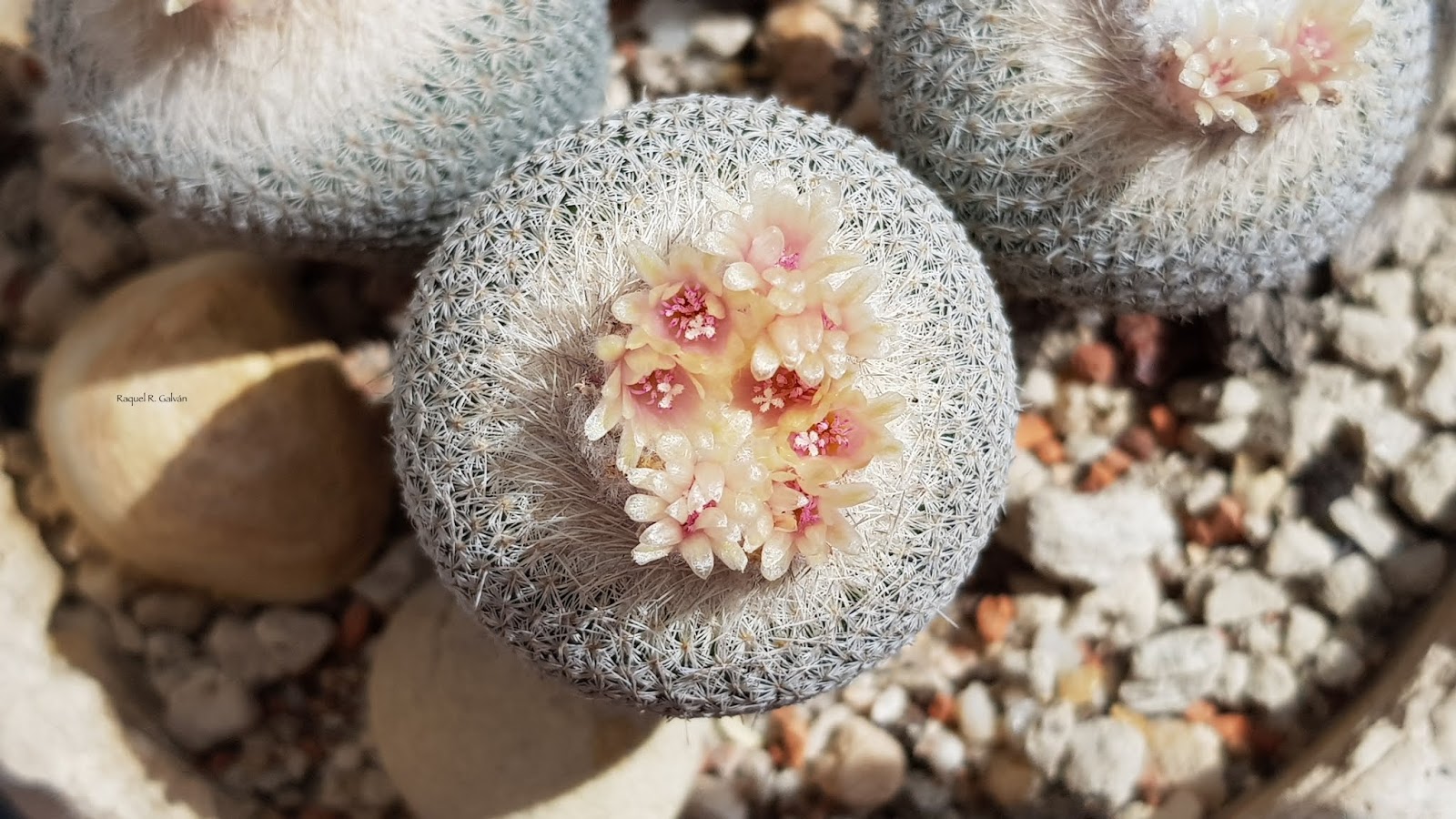 Epithelantha%2Bmicromeris%2Bdetalle%2Bflores.jpg