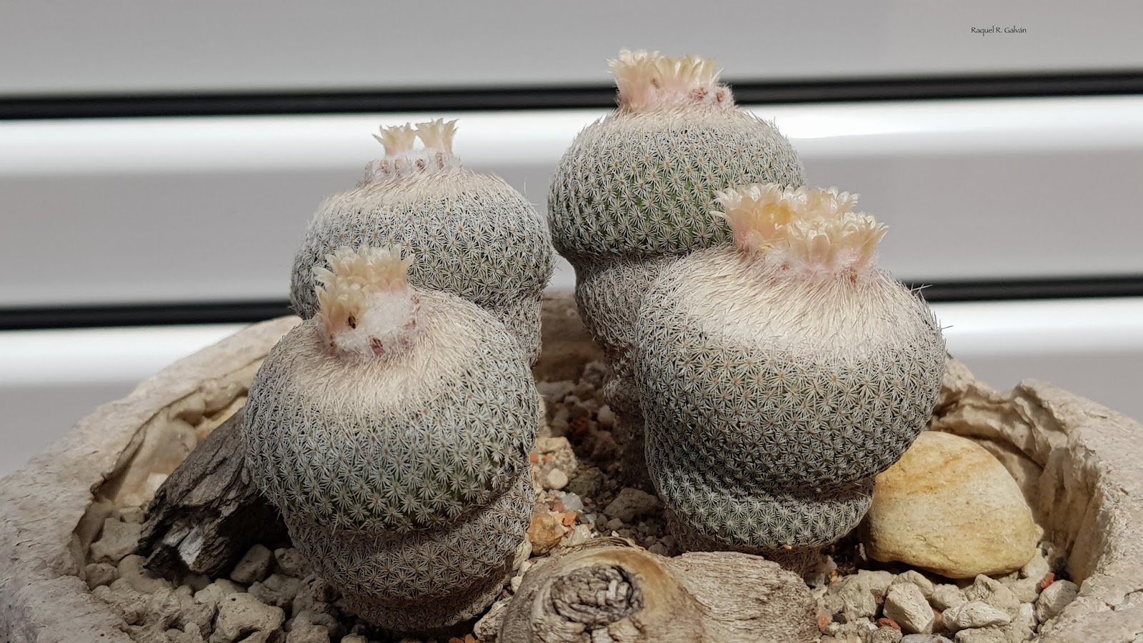 Epithelantha%2Bmicromeris%2Bma%25CC%2581s%2Bcerca%2B2.jpg