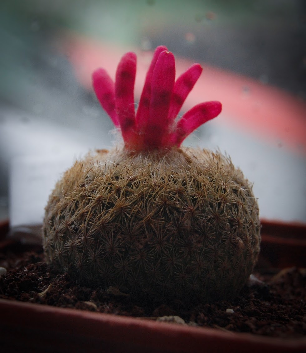 epithelantha.jpg
