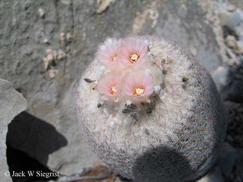Epithelantha-micromeris-032804-Anteojo-023.jpg