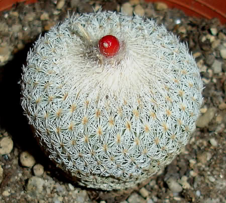 epithelanthamicromeris07_2008a.jpg
