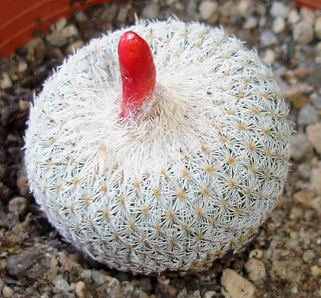 epithelanthamicromeris07_2008b.jpg