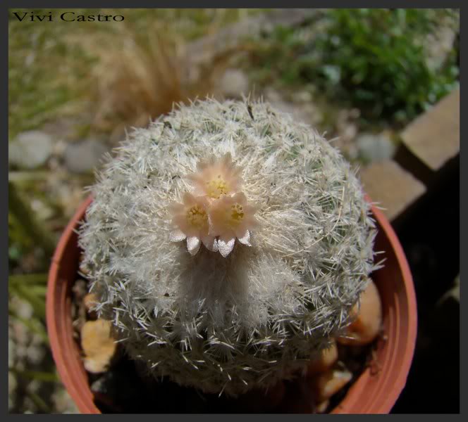 Epithelanthamicromeris5-2011.jpg