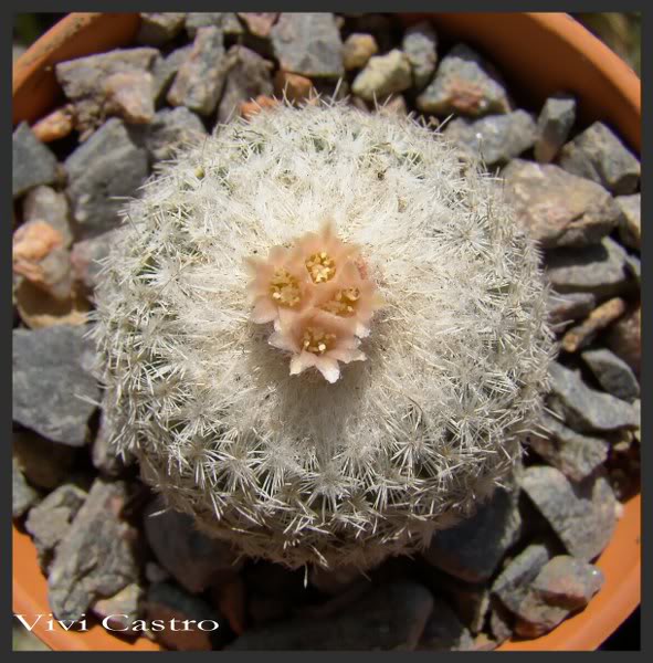 Epithelanthamicromeris8-2011.jpg
