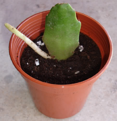epyphyllum106_2008.jpg