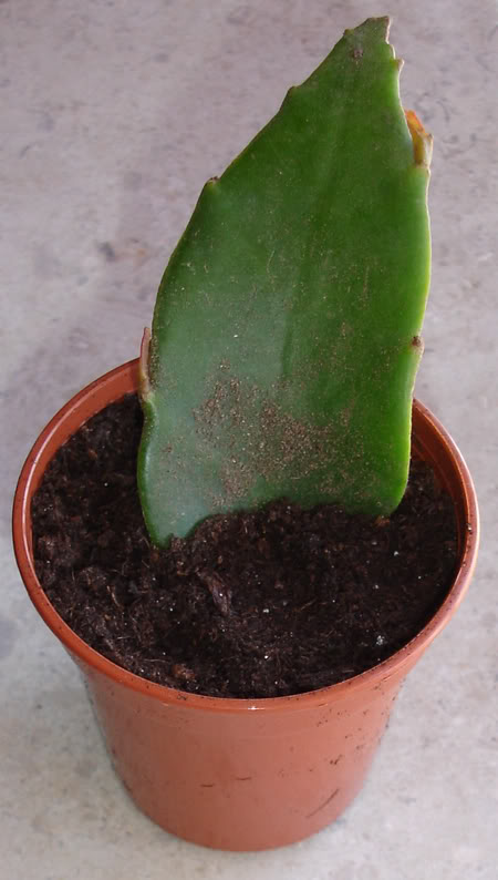 epyphyllum206_2008.jpg