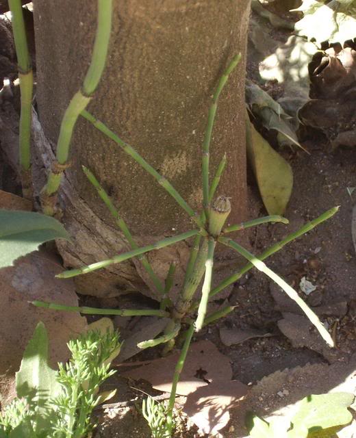 Equisetaceae.jpg