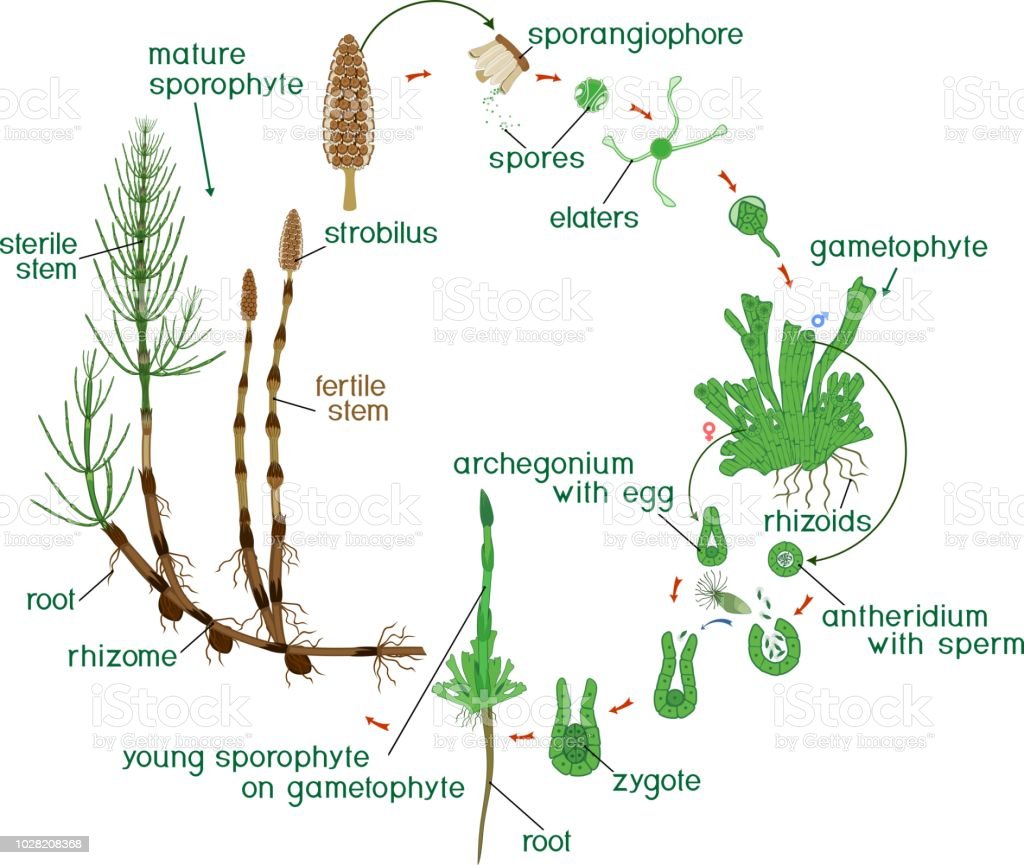 equisetum-life-cycle-diagram-of-life-cycle-of-horsetail-with-and-vector-id1028208368.jpg