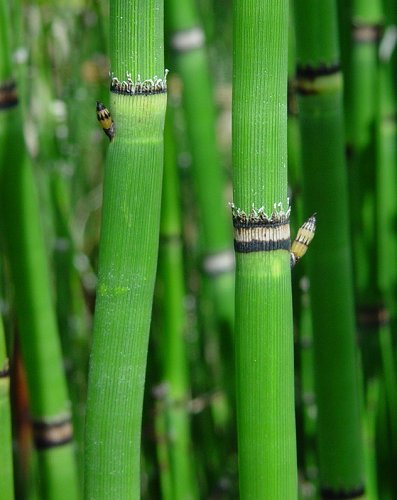 Equisetum_hymenale_stems.jpg