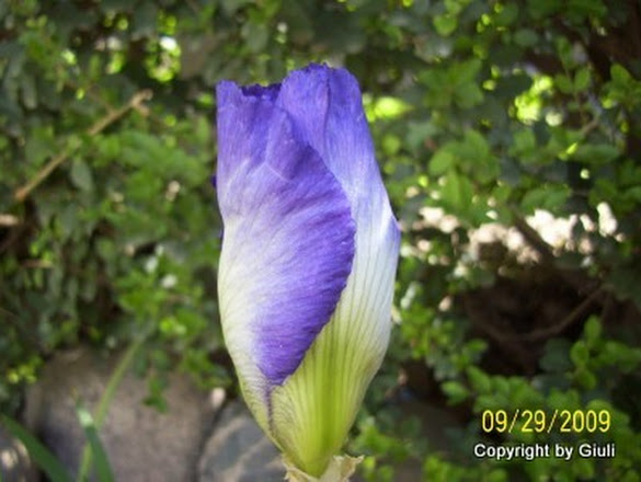 ERA%2BHERMOSO%2BBLANCO%2BCON%2BBORDES%2BVIOLETAS.jpg