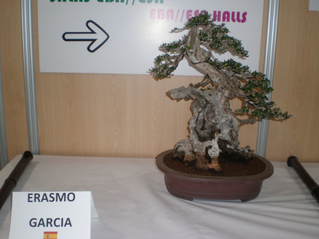 Erasmo_fin.jpg