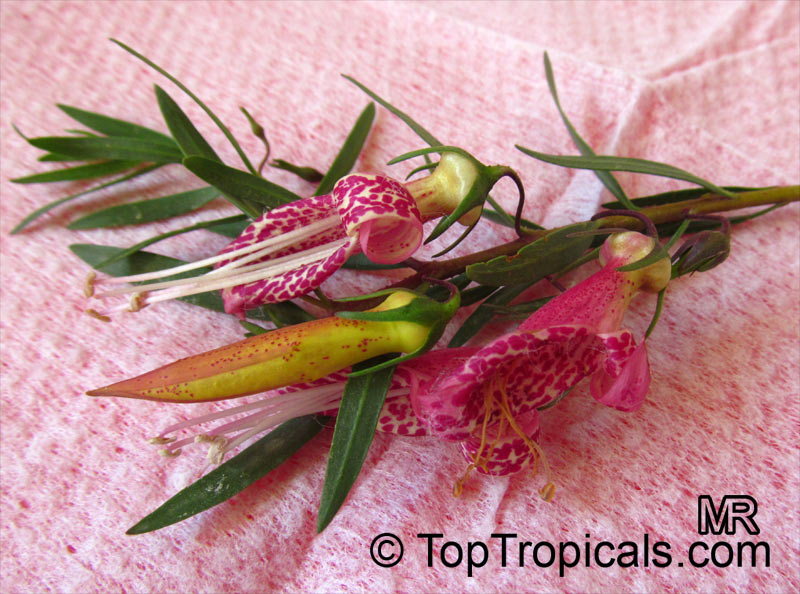 eremophila2174.jpg