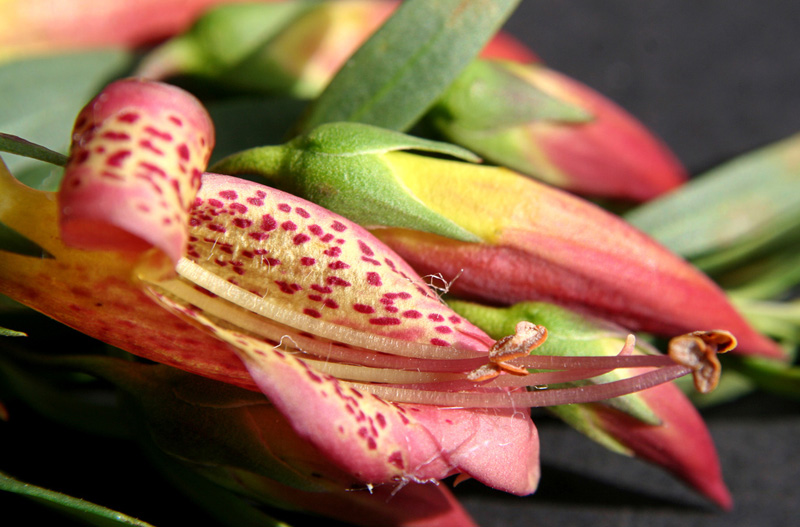 eremophila_sp.jpg