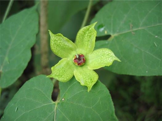 erianthus.jpg