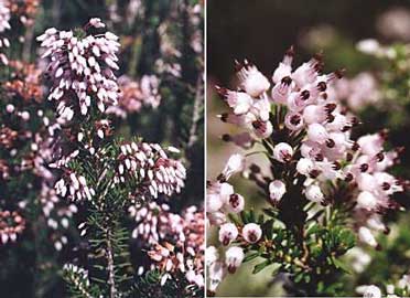erica-multiflora.jpg