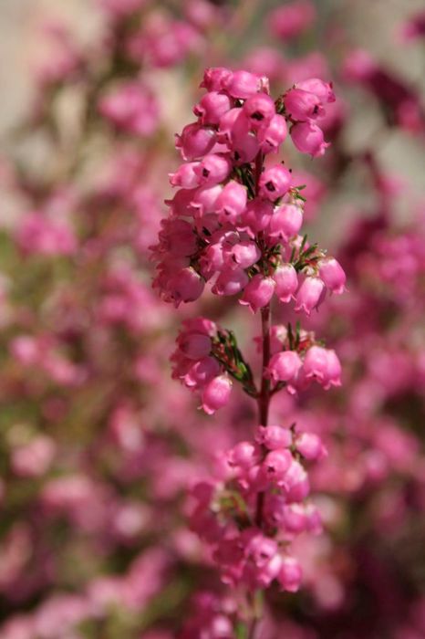 erica_gracilis3.JPG