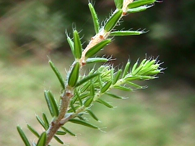 Erica_tetralix_02.jpg