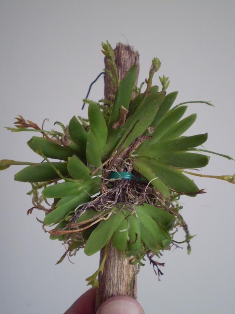 Ericylapusilla26_zps3bb9aa90.jpg