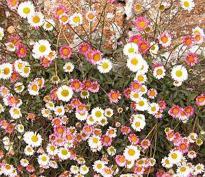 erigeron.jpg