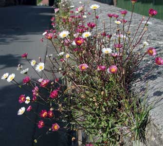 erigeron-karvinskianus-2.jpg
