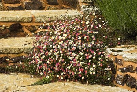 Erigeron+karvinskianus.jpg