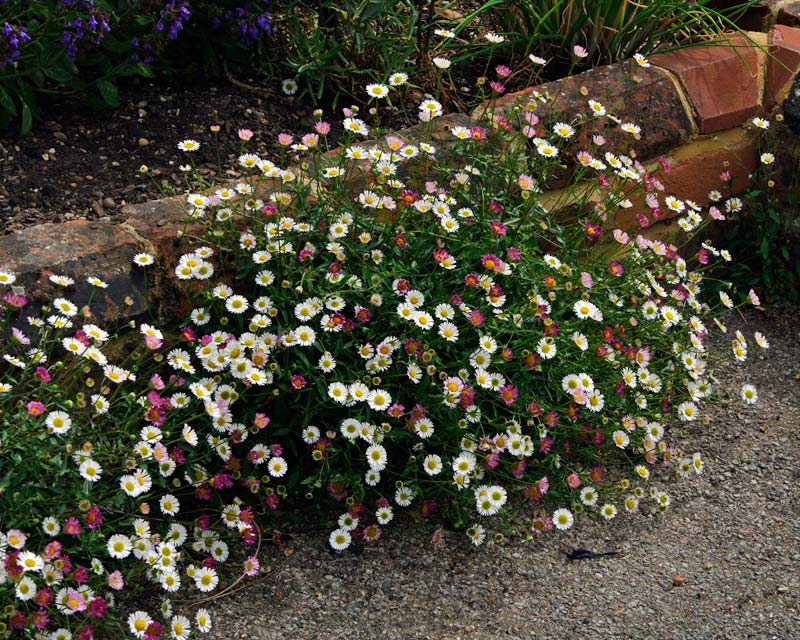 Erigeron-Karvinsklanus-3.jpg