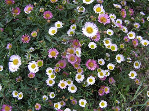 erigeron_karvinskianus.jpg