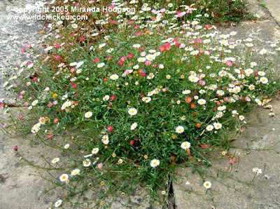 erigeron_karvinskianus.jpg