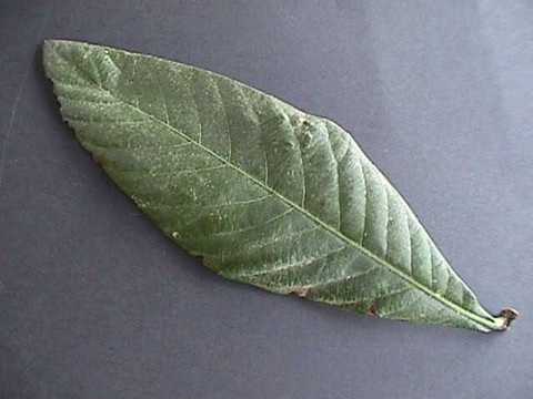 Eriobotrya_japonica_12.jpg