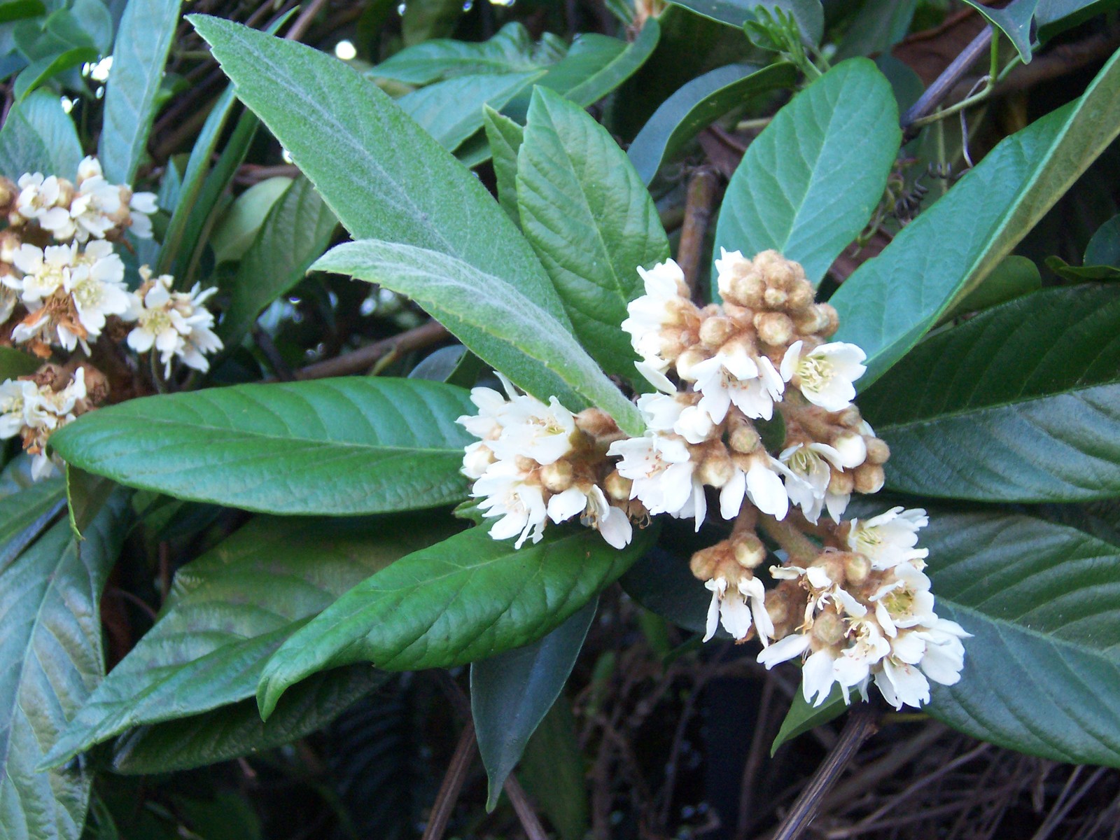 Eriobotrya_japonica_flowers.jpg