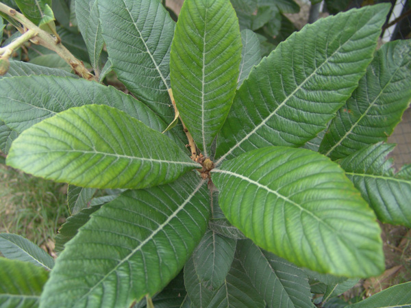 Eriobotrya_japonica_hojas.jpg