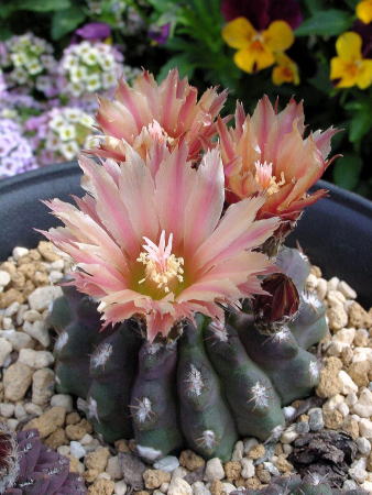 eriocy05103411.jpg