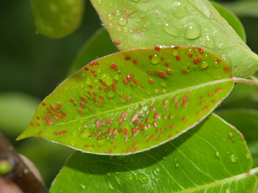Eriophyes%20pyri%201.jpg