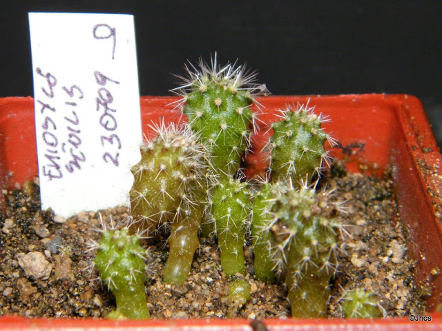 Eriosyce%20Seniis%20009%2020091126.jpg