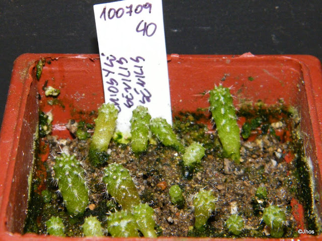 Eriosyce%20Seniis%20Senilis%20040%2020091126.jpg