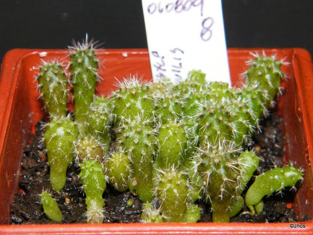 Eriosyce%20Senilis%20008%2020091126.jpg