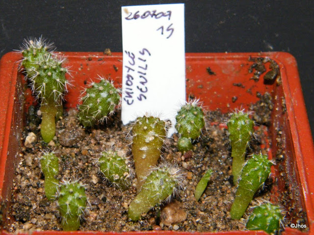Eriosyce%20Senilis%20015%2020091126.jpg