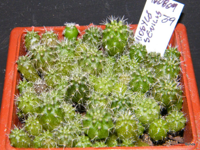 Eriosyce%20Senilis%20039%2020091126.jpg
