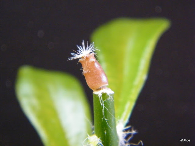 Eriosyce%20Senilis%2020091017%20074.jpg
