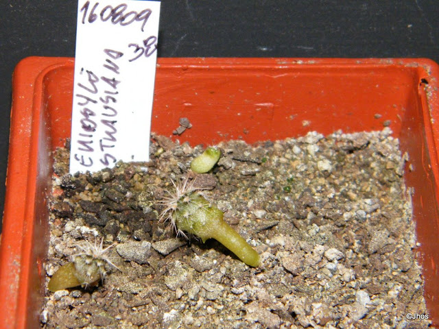 Eriosyce%20Strausiana%20038%2020091126.jpg