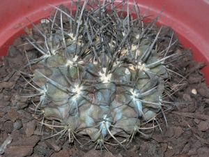 Eriosyce%20subgibboa%20Nigrihorrida3.jpg
