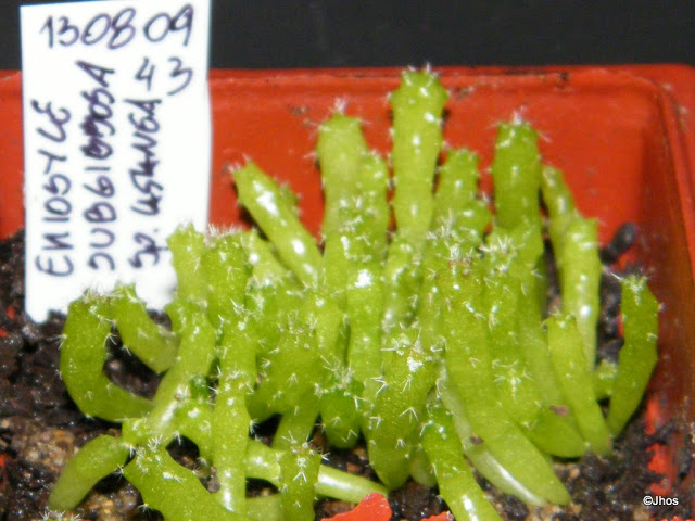 Eriosyce%20Subgibbosa%20castanea%20043%2020091126.jpg